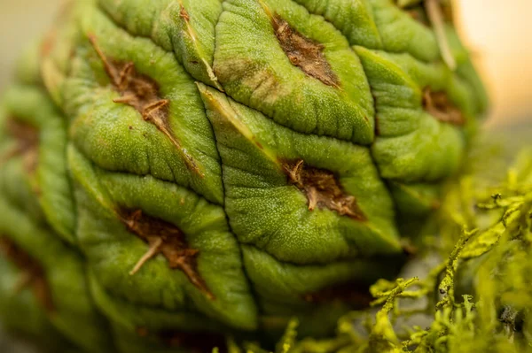 Textur Aus Sequoia Pine Cone Und Moos Auf Dem Boden — Stockfoto