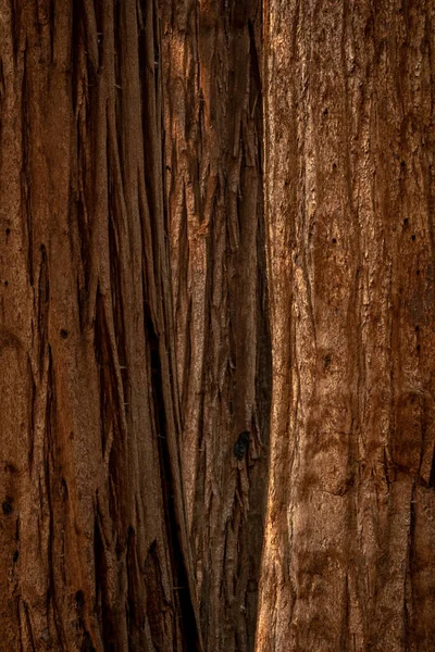 三層のセコイアの木樹皮垂直背景画像 — ストック写真