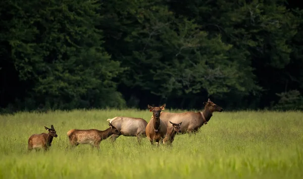 Två Taggade Älg Klocka Över Grupp Unga Älg Kataloochee Valley — Stockfoto