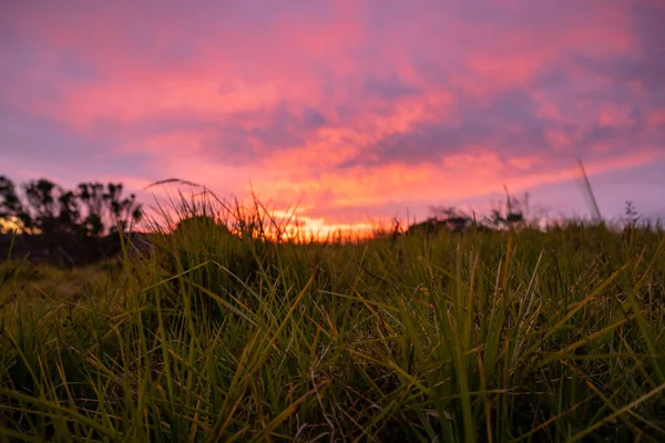 Vibrant Pink Sunset Behind Grasses Along the Big Sur Coast