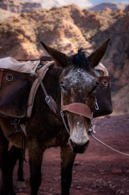 Deri dizginli eşek güney Kaibab patikasında valiz taşıyor.
