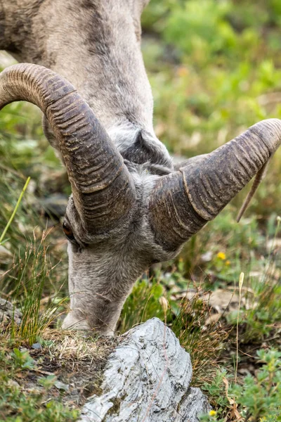 Пасуться Великі Рогаті Вівці Скелястому Ґрунті Національному Парку Льодовик — стокове фото