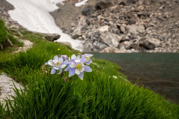 Bright Green Grass and Blooming Columbine Along Andrews Tarn