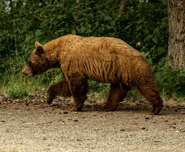 Buzul Ulusal Parkı Nda Orman Boyunca Yürürken Tarçın Siyah Ayı — Stok fotoğraf