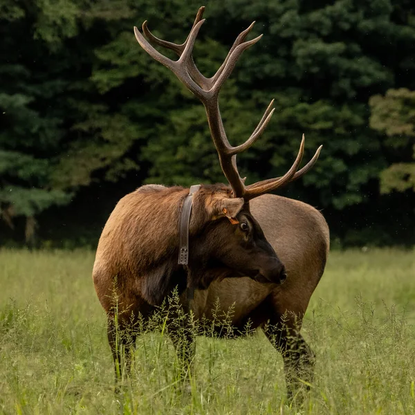 Groot Gelabeld Bull Elk Kijkt Terug Smoky Mountain National Park — Stockfoto