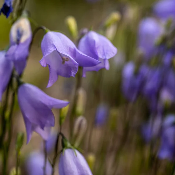 Helle Lila Hasenglöckchen Blühen Wildblumenfeld Rocky Mountain Nationalpark — Stockfoto
