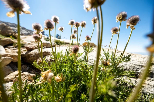 Peeking Seedhead Wildflowers Près Alta Peak Dans Parc National Sequoia — Photo