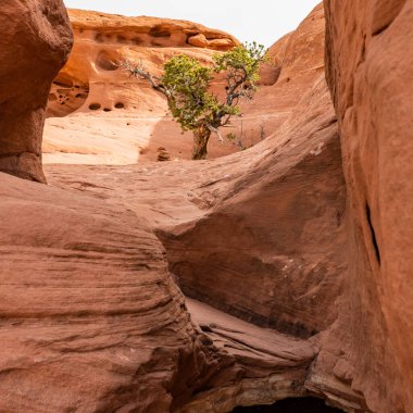 Kanyonlardaki İğnelerin Düz Kaya oluşumlarında Tek Ağaç Büyür