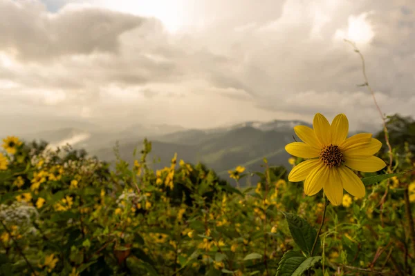Einzelne Kleine Sonnenblume Mit Wolkenverhangenen Blue Ridge Mountains Great Smoky — Stockfoto