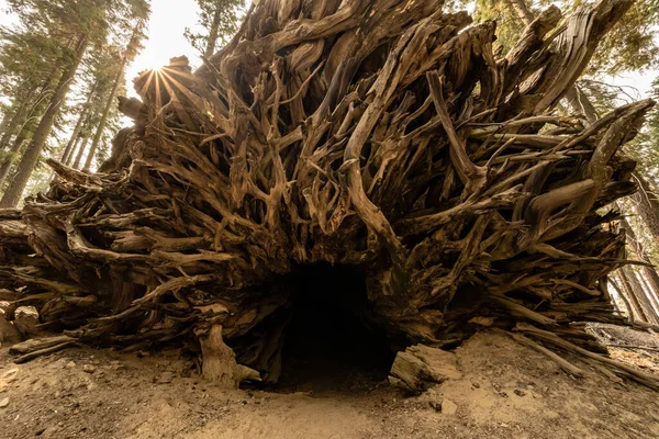 Sunburst Highlights Root Cave Roots Sequoia Tree Yosemite National Park — Stock fotografie