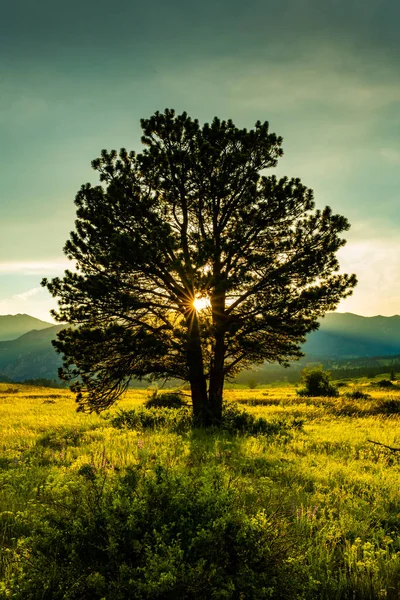 Sun Burst Lone Tree Moraine Park Rocky Mountain National Park — 스톡 사진