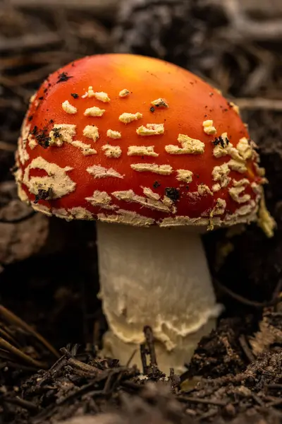 Tiny Red Capped Mushroom Pushing Forest Floor — Stock Photo, Image
