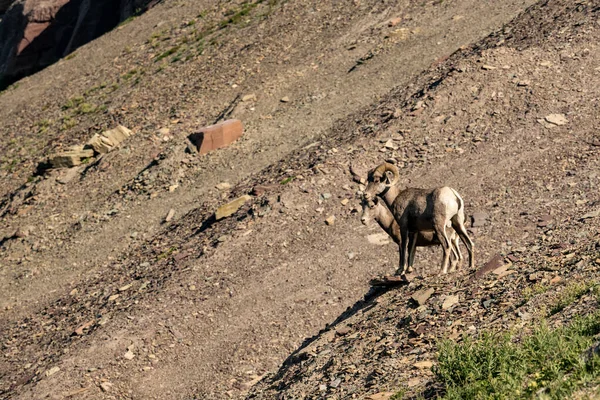 Dva Big Horn Ovce Stojí Scree Field Výhledem Stezku Národním — Stock fotografie