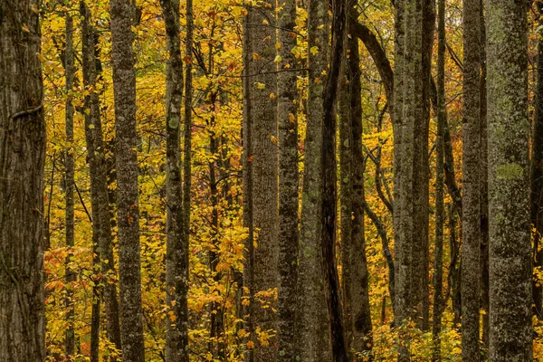Tree Trunks Stand Tall Autumn Blue Ridge Mountains — Fotografia de Stock