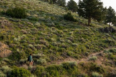 Hillside 'da Rocky Dağı Ulusal Parkı' nda Yürüyüş yapan Kadın