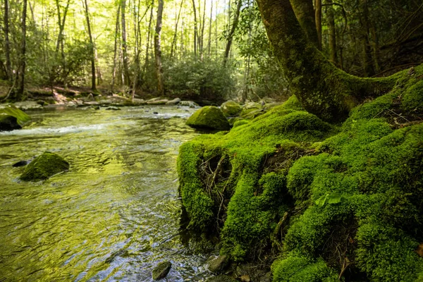 Base Mossy Tree Lynn Camp Prong Great Smoky Mountains National — Stock fotografie
