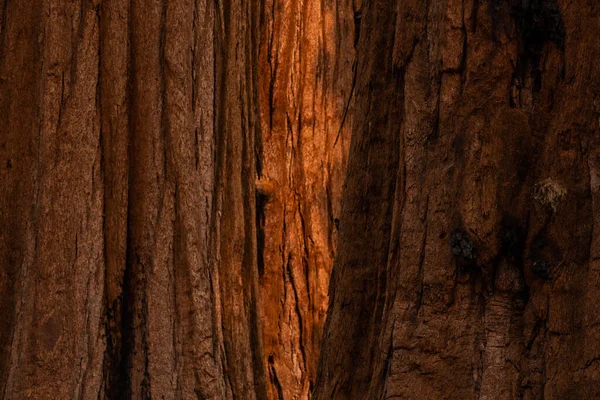 Luz Manhã Quente Marcas Queimadura Camadas Casca Árvore Sequoia Parque — Fotografia de Stock