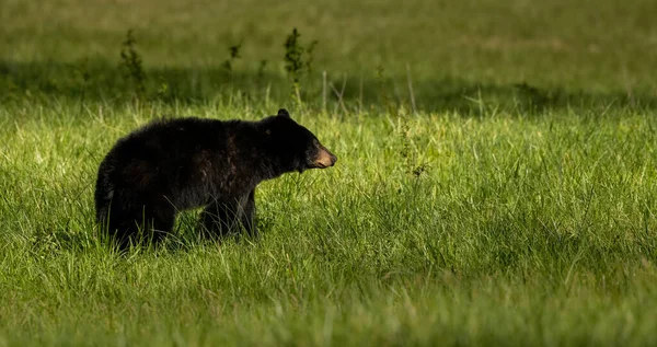 Ampio Colpo Orso Nero Guardando Direttamente Destra Con Spazio Copia — Foto Stock