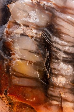 Arizona Park 'taki Taşlaşmış Ormanda Siyah Kokuların Kapanışı