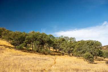 Soluk İzler Pinnacles Ulusal Parkı 'ndaki İnce Ormana Gidiyor