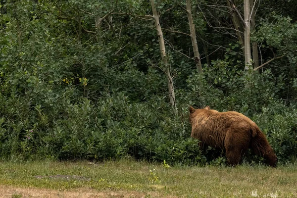 Cinnamon Black Bear Dirige Nuevo Los Bosques Gruesos Parque Nacional — Foto de Stock