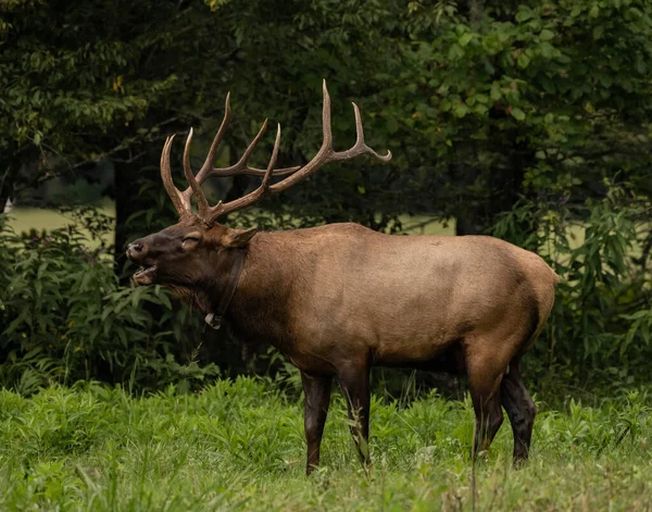 Collared Bull Elk Digs Deep Bugle Cataloochee Valley Smokies — Stock Photo, Image