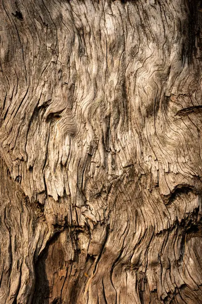 Close Texture Dried Sequoia Wood Tree Στο Εθνικό Πάρκο Γιοσέμιτι — Φωτογραφία Αρχείου