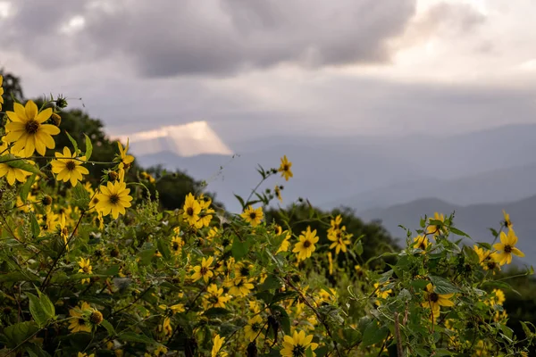 Duża Grupa Słoneczników Szybami Światła Odległości Parku Narodowym Great Smoky — Zdjęcie stockowe