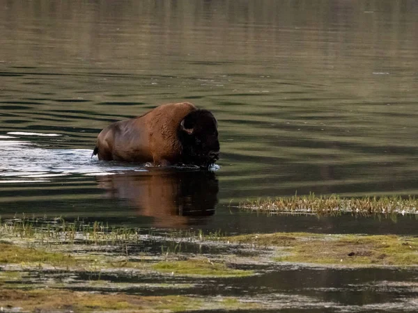 Büyük Erkek Bison Yazın Yellowstone Nehri Geçiyor — Stok fotoğraf