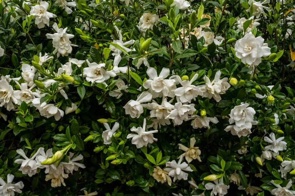 Πολλά Διαφορετικά Λουλούδια Gardenia Διαφορετικά Στάδια Της Ζωής Θάμνους Κήπο — Φωτογραφία Αρχείου