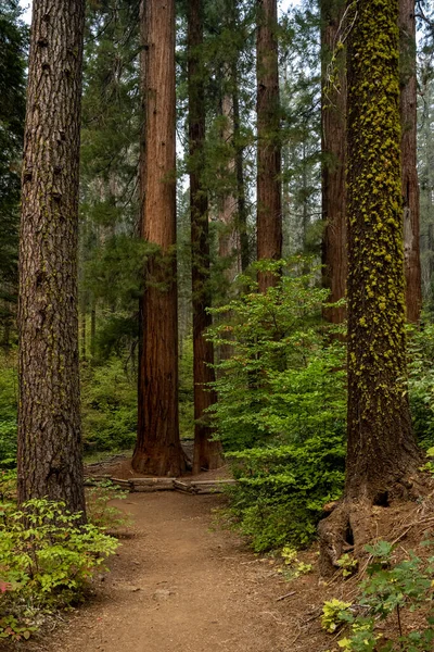 Merced Sequoia Grove Alto Fundo Uma Colina Parque Nacional Yosemite — Fotografia de Stock