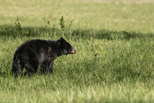 Приглушенные Цвета Одинокого Черного Медведя Смотрящего Прямо Над Полем — стоковое фото