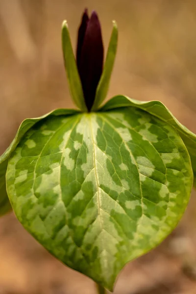 Motif Sur Feuille Trillium Rouge Fleurissant Dans Parc National Mammoth — Photo