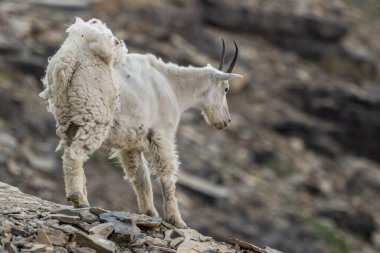 Tüylü Dağ Keçisi Rocky Kayalıklarında durur Buzul Ulusal Parkı 'na bakar