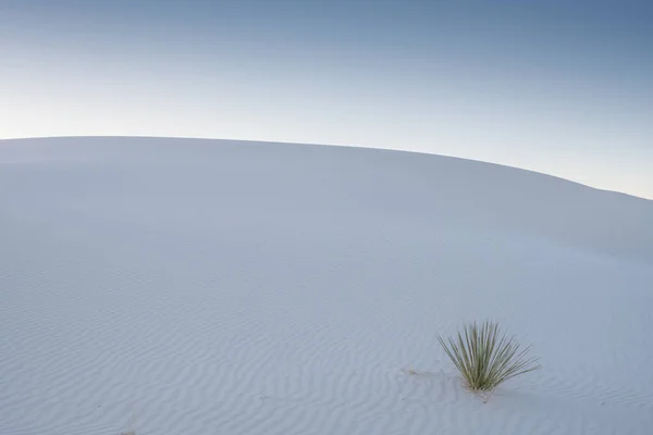 Singola Yucca Cresce Alla Base Una Duna Sabbia Bianca Tramonto — Foto Stock