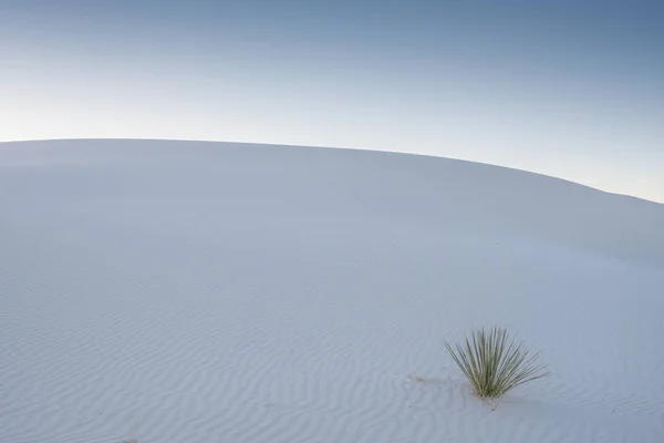 Yuca Sola Crece Fondo Una Duna Arena Blanca Atardecer — Foto de Stock