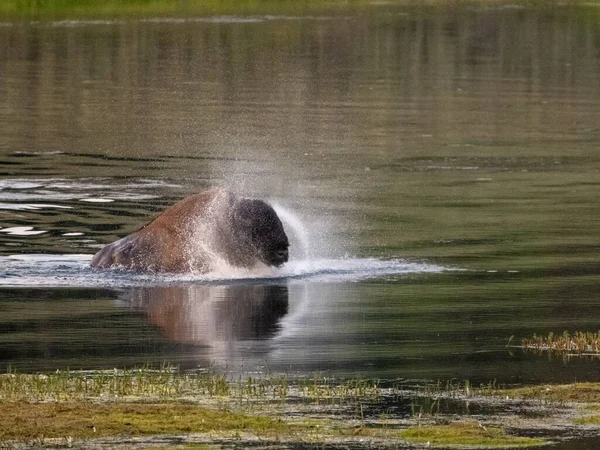 Ανακινήστε Εκτός Μηνύματος Από Bison Crossing Yellowstone River — Φωτογραφία Αρχείου