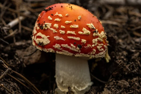 Small Red Capped Mushroom Covered Specks Dirt Rocky Mountain National — Stock Photo, Image