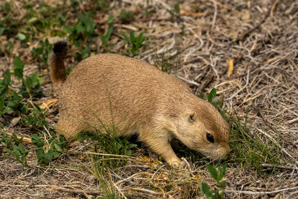 Petit Chien Prairie Recherche Nourriture Dans Parc National Theodore Roosevelt — Photo