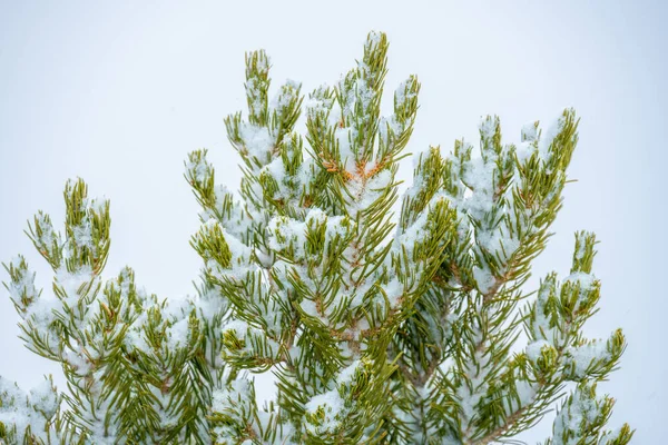 Сніг Осідає Гілках Соснового Дерева — стокове фото