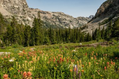 Kalın Boya Fırçası Çiçekleri Kırsaldaki Grand Tetons Uçurumlarının Altında Açtı