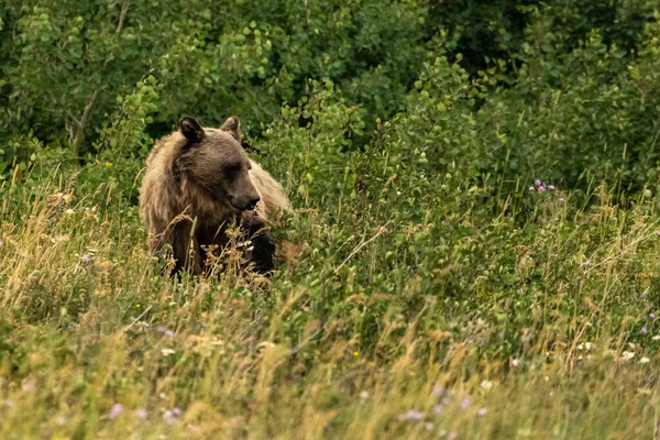 Tunn Grizzlybjörn Vandrar Genom Buskar Glacier National Park — Stockfoto