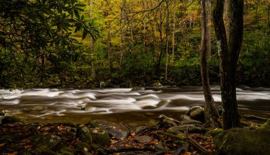 Küçük güvercin nehrinin batı yakası Ormanda hızla ilerliyor Dumanaltı 'na doğru