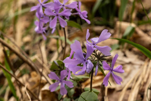 Wild Blue Phlox Kvete Jaře — Stock fotografie