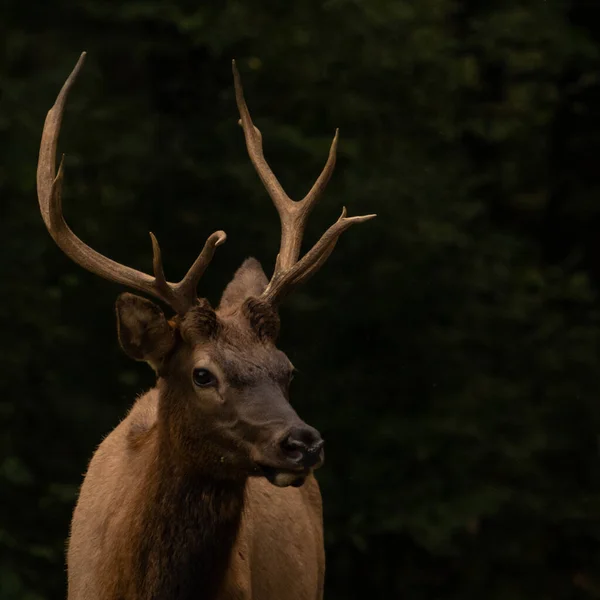 Elk Joven Toro Detiene Para Mirar Fijamente Cámara Parque Nacional —  Fotos de Stock
