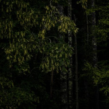 Büyük Dumanlı Dağlar Ulusal Parkı 'ndaki Ormanın Kıyısındaki Dallar