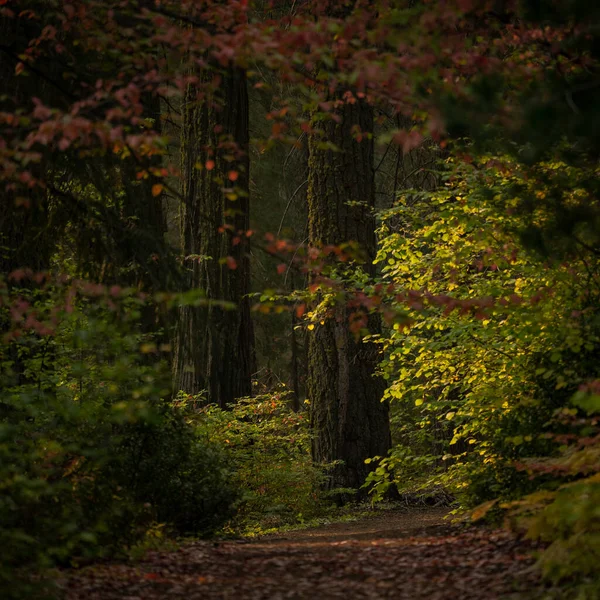 Cores Outono Iluminam Caminho Para Bosque Merced Sequoias Gigantes Yosemite — Fotografia de Stock