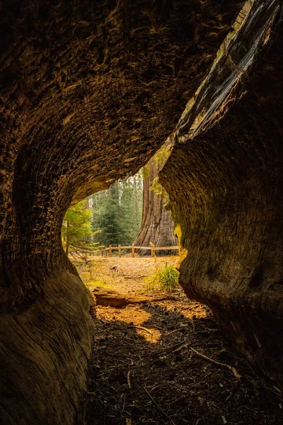 Basis Großer Sequoia Durch Tunnel Umgestürztem Baum Yosemite Sichtbar — Stockfoto