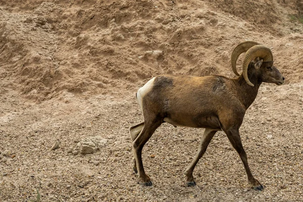 Ovelhas Bighorn Contra Formações Sujeira Com Espaço Cópia Atrás Parque — Fotografia de Stock