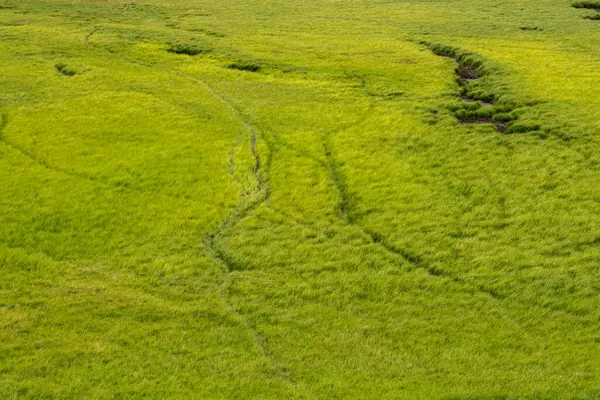 Bison Tracks Criss Cross Bright Green Grasses Hayden Valley Yellowstone — Stock Photo, Image